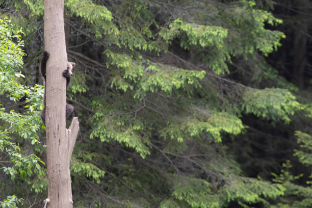 istock Brown bear cub baby alone climbing tree in summer forest. 1749858362