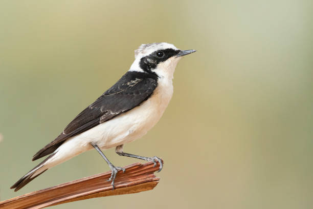 istock Vitatta Bonte Tapuit, Vittata Pied Wheatear, Oenanthe pleschanka vittata 1749858417