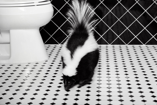 A real skunk in a black and white tiled bathroom.  Her tail is lifted as if to do her job.