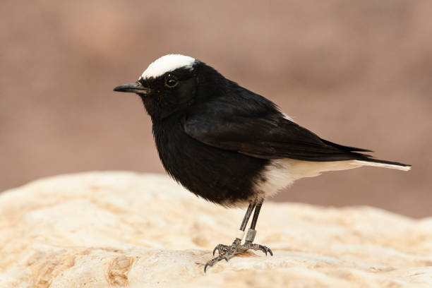 istock Witkruintapuit, White-crowned Wheatear, Oenanthe leucopyga 1749859272