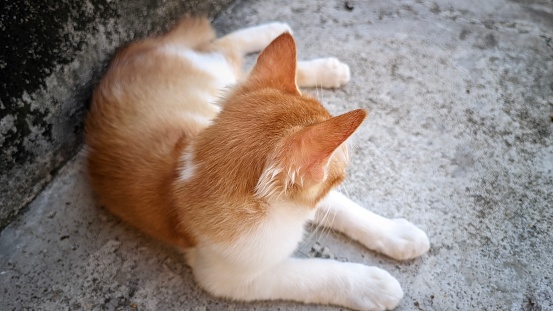 closeup of a small orange domestic cat relaxing on the cement floor on the outdoor terrace