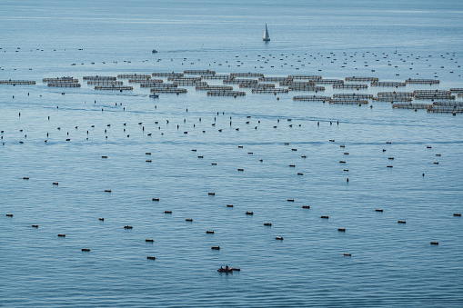 Fish, Mussel and Oyster Farm in the Adriatic Sea, off northern Italy.  View from Duino Castle