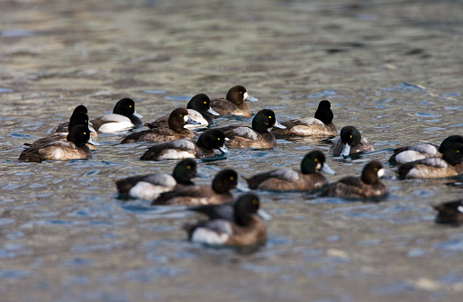 Topper groep zwemmend; Greater Scaup group swimming
