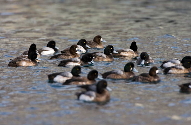 Topper, Greater scaup, Aythya marila Topper groep zwemmend; Greater Scaup group swimming greater scaup stock pictures, royalty-free photos & images