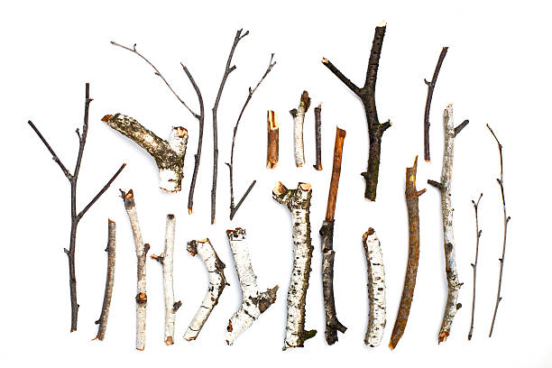 twigs y s'atenga sobre fondo blanco - stick wood isolated tree fotografías e imágenes de stock