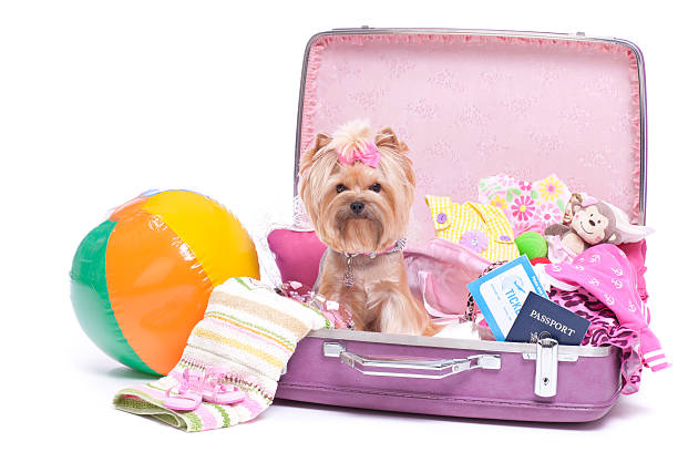 istock Dog Travel Vacation 174986214
