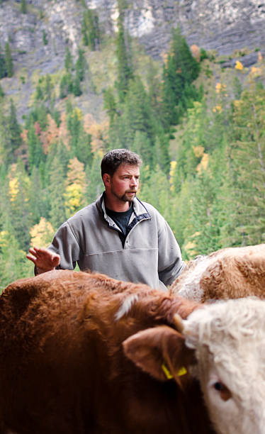 istock Swiss Alpine farmer herding the cattle 174986284