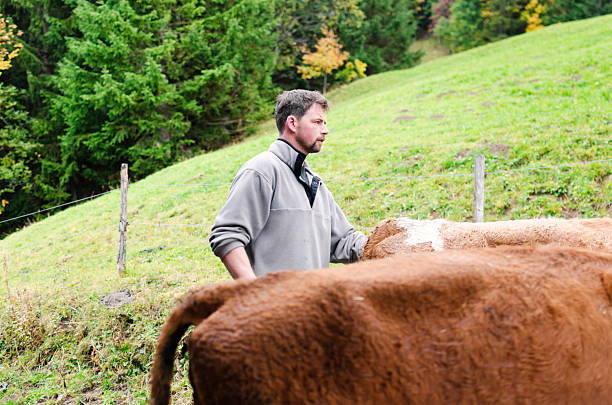 istock Swiss Alpine farmer herding the cattle 174986288