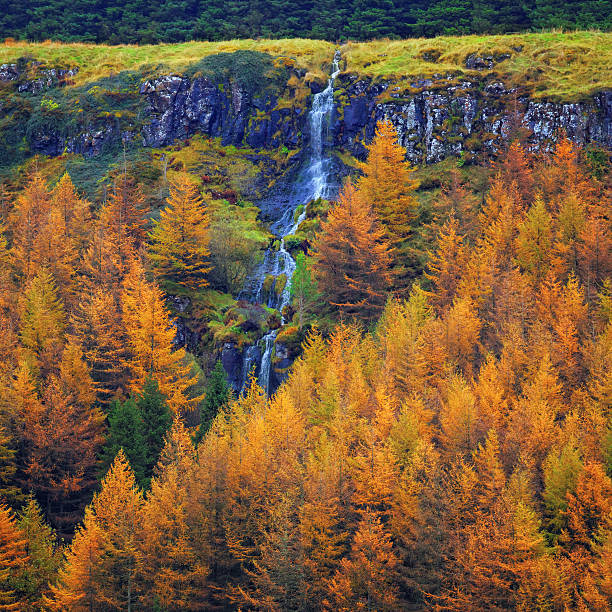 waterfall in the autumn forest "Waterfall in the autumn forest: one of the many waterfalls of the Glenariff Forest Park, County Antrim, Northern Ireland, UK" glenariff photos stock pictures, royalty-free photos & images