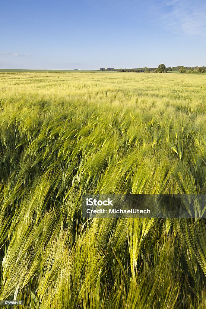 Rye campo In primavera - Foto stock royalty-free di Agricoltura