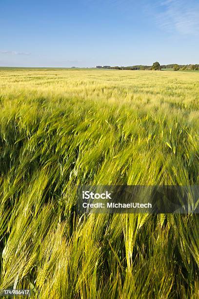 Rye Campo In Primavera - Fotografie stock e altre immagini di Agricoltura - Agricoltura, Ambientazione esterna, Ampio