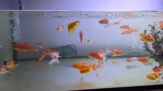 A group of colorful ornamental fish swimming in a large aquarium made of glass