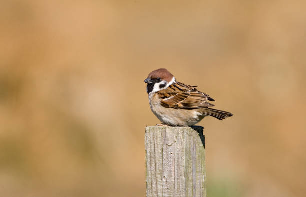 istock Eurasian Tree Sparrow, Ringmus, Passer montanus 1749866404