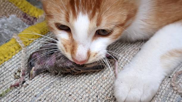 istock funny moment, bird stuck in cat's mouth 1749866408