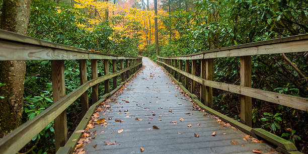 istock Walkway through Rhododendrons in the Autumn 174986694
