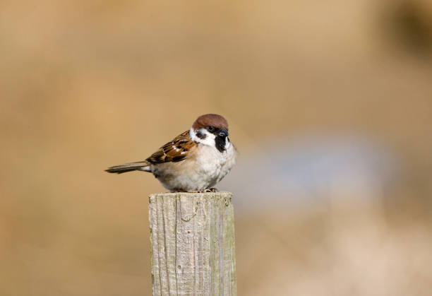 istock Eurasian Tree Sparrow, Ringmus, Passer montanus 1749867030
