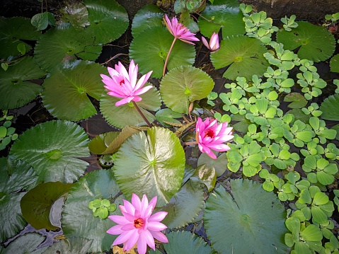 beautiful floating plant many green lotus leaves on the surface of the pond water and blooming pink lotus flowers