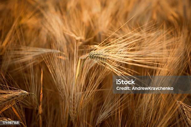 Trigo Foto de stock y más banco de imágenes de Agricultura - Agricultura, Aire libre, Alimento