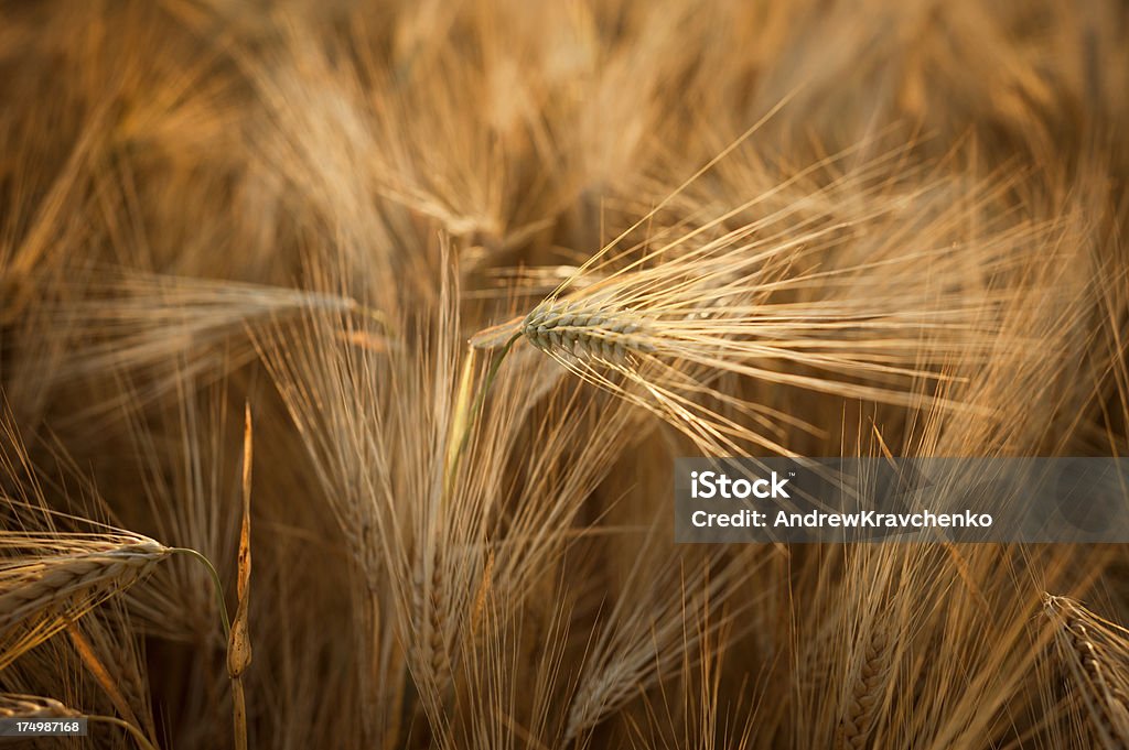 Trigo integral - Foto de stock de Agricultura royalty-free