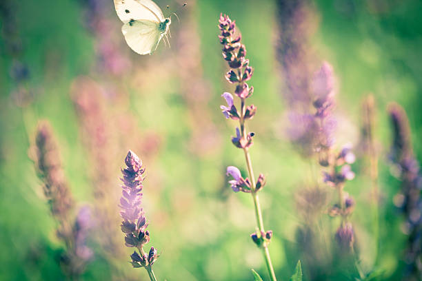 istock Butterfly and wildflower 174987249
