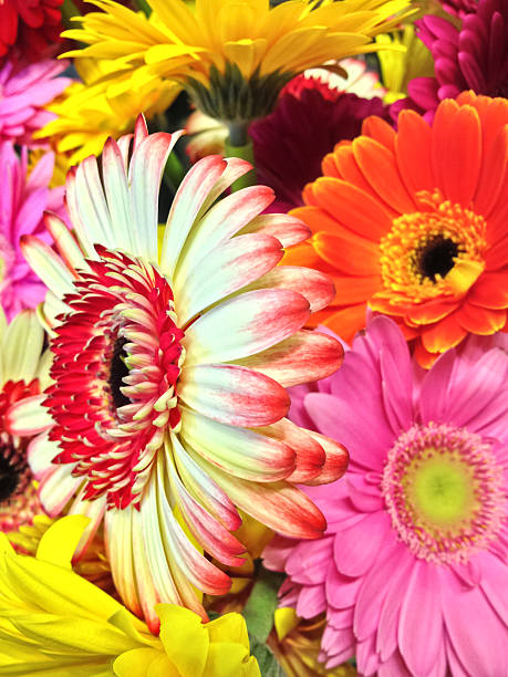 istock Full frame bouquet of multicolored gerbera daisies 174987278