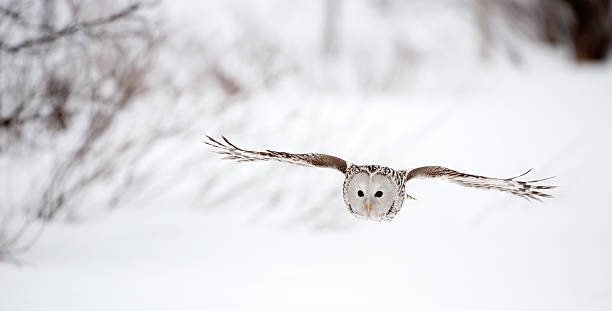 Volare Strix uralensis - foto stock