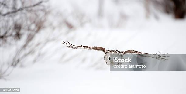 Flying Puszczyk Uralski - zdjęcia stockowe i więcej obrazów Sowa - Sowa, Śnieg, Zima