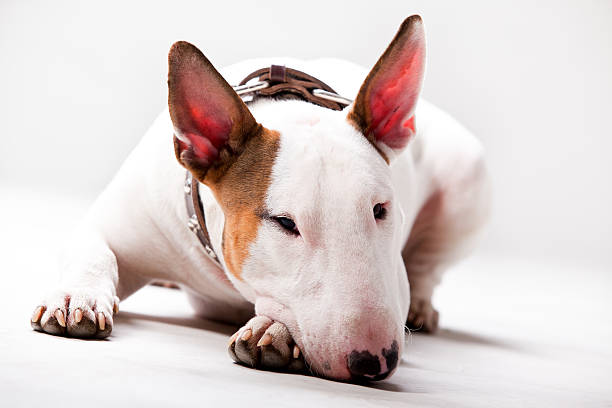 ブルテリア - american staffordshire terrier bull terrier terrier purebred dog ストックフォトと画像
