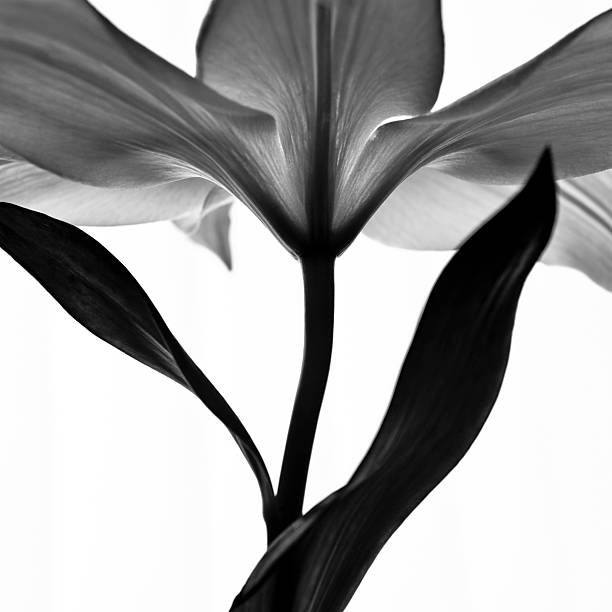 istock A stunning black and white lily 174987474