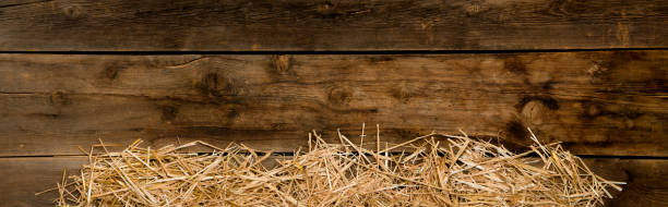 istock Hay edges on barnwood-panorama 174987532