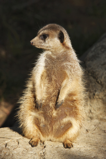 An African meerkat - Suricata suricatta - member of the mongoose family sits erect on its haunches in sunset lighting looking in the direction of noise that caught its attention - an alert lookout for its fellow community members.