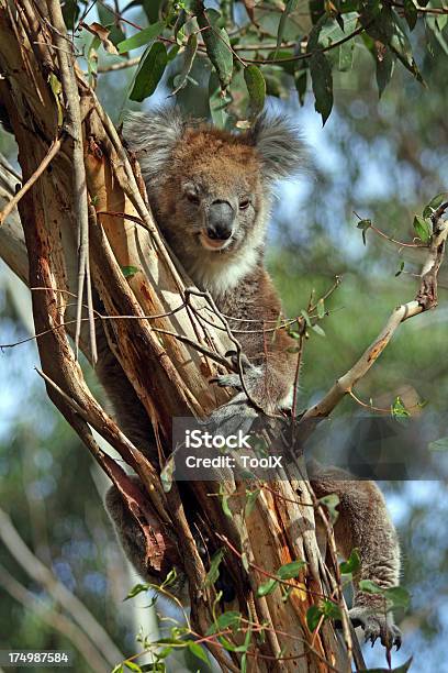 Photo libre de droit de Koala banque d'images et plus d'images libres de droit de Australie - Australie, Branche - Partie d'une plante, Cheveux gris