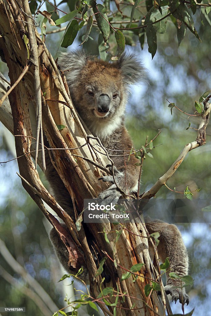 Koala - Zbiór zdjęć royalty-free (Australia)