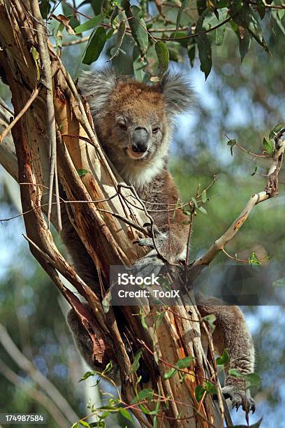 Koala - zdjęcia stockowe i więcej obrazów Australia - Australia, Ciekawość, Fajny