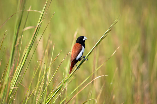 istock tricolored munia on a perch 1749877068
