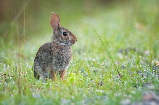 A Desert Cottontail Rabbit keeps on the alert in northern Arizona.