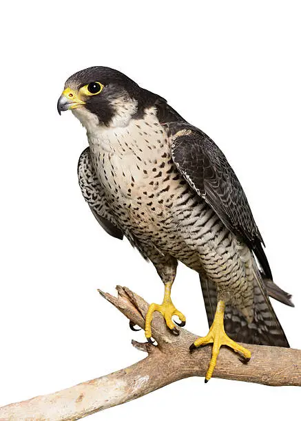 Peregrine Falcon (Falco peregrinus) isolated on a white background.