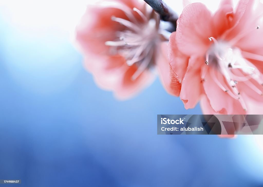 Bella flor fondo - Foto de stock de Aire libre libre de derechos