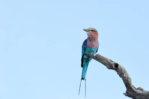 istock Lilac-breasted roller in Kruger National Park 1749884529