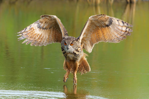 istock European Eagle Owl flying 1749885060