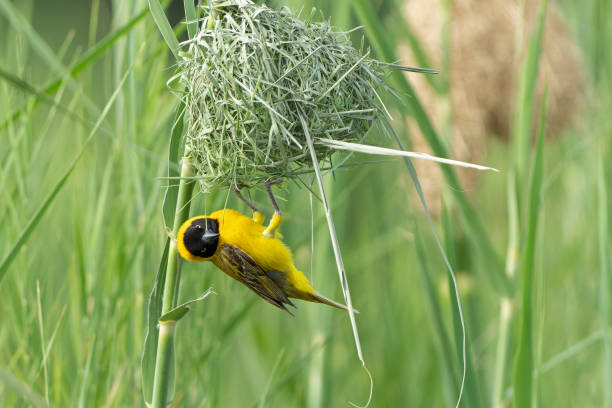istock Lesser Masked Weaver male building a nest 1749887125