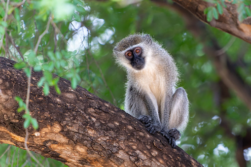 A Vervet monkey sitting high in a tree.