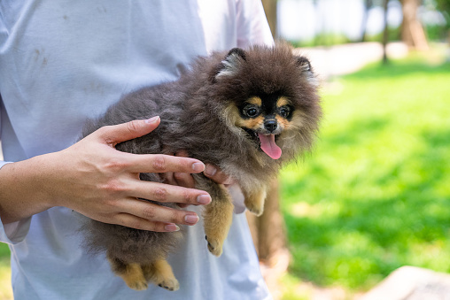 A man gently holding his Pomeranian in public park