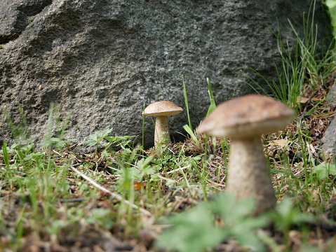 Edible healthy mushroom in the forest in summer. The boletus mushroom grows among green moss in a clearing in the forest. Vegetarian food in natural conditions.