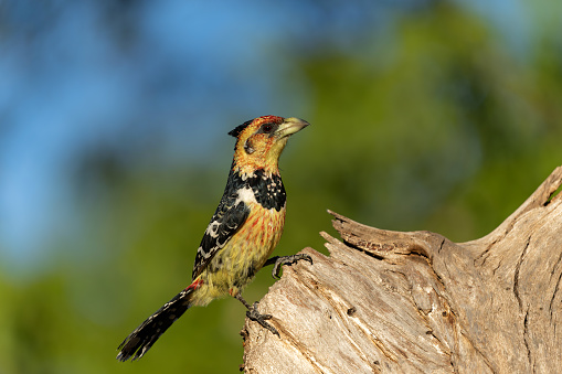 Crested Barbet (Trachyphonus vaillantii). The barbet is searching for prey in Kruger National Park- South Africa