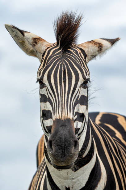istock Zebra in the Hluhluwe Imfolozi Game Reserve 1749891210