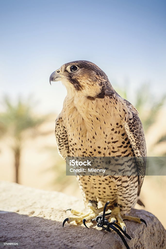 Arabian Falcon, Emirados Árabes Unidos - Foto de stock de Animal royalty-free