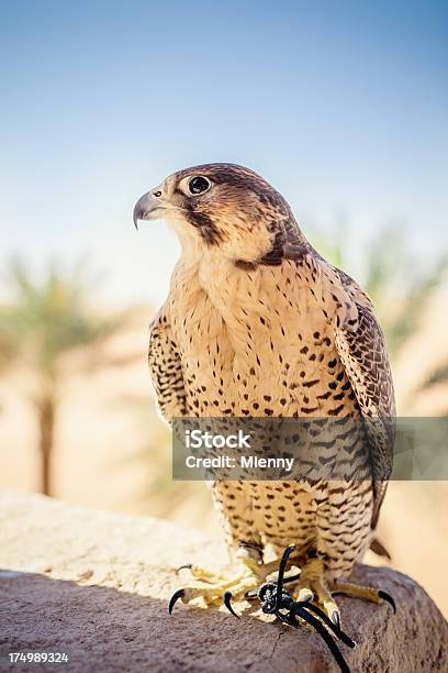 Foto de Arabian Falcon Emirados Árabes Unidos e mais fotos de stock de Animal - Animal, Animal selvagem, Arábia