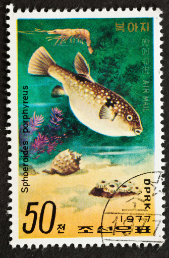 Purple puffer fish (Sphoeroides porphyreus)  (not so purple) in an underwater landscape, with a shrimp on top.  Stamp issued by North Korea in 1977