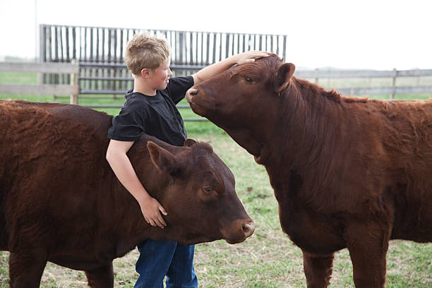 Boy with his 4-H Calves stock photo